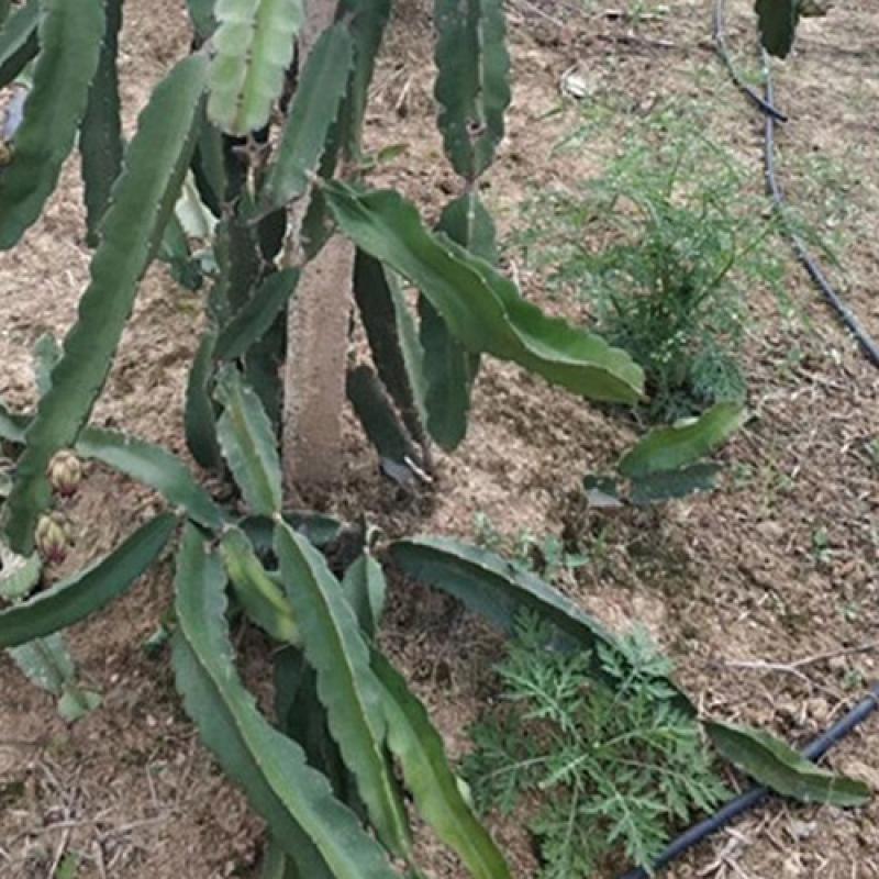 Drip Irrigation Tape