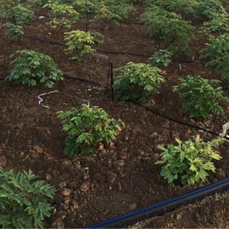 Drip Irrigation Pipe