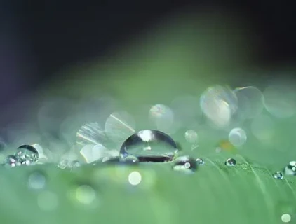 หัวฉีดในระบบชลประทานแบบหยด