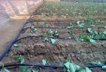 Drip Irrigation Belt