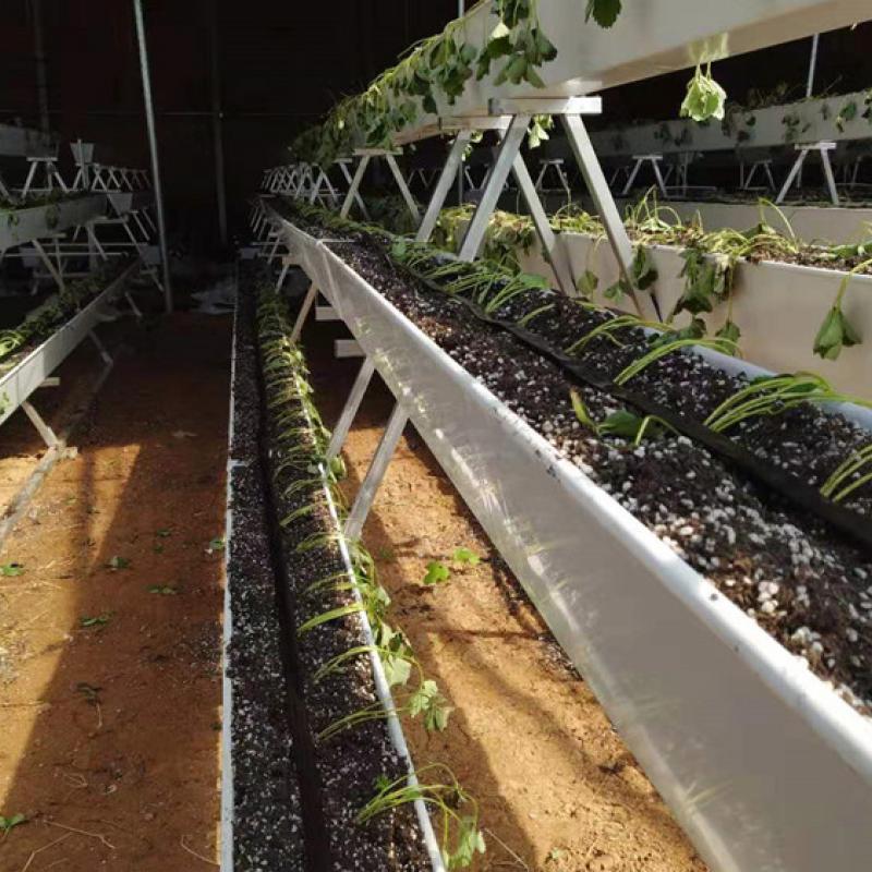  drip irrigation
