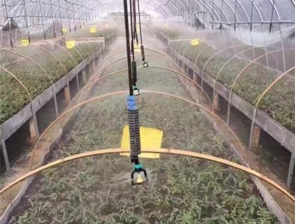 Plántulas micro-spray al revés