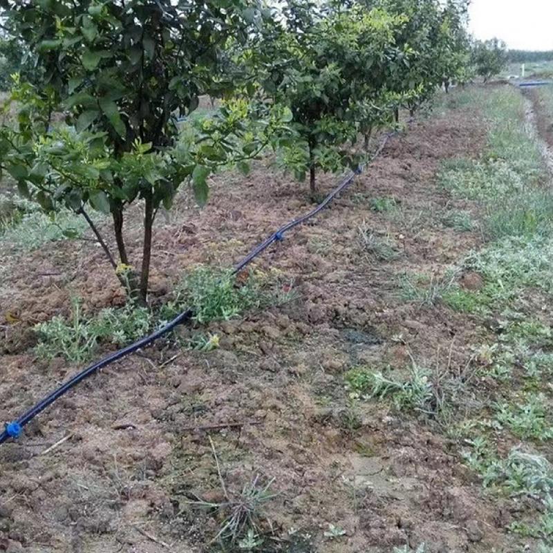 drip irrigation